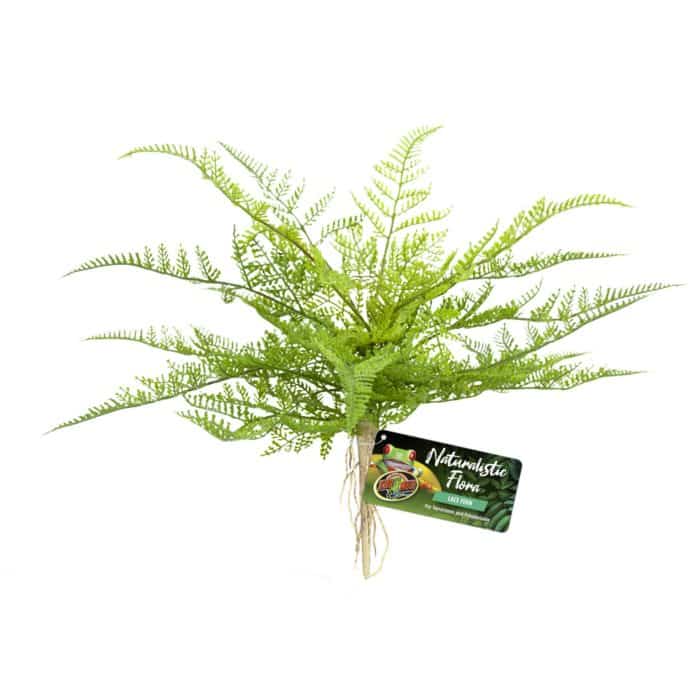 BU-62 Lace Fern