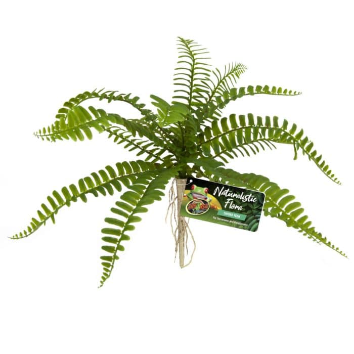 BU-63 Sword Fern