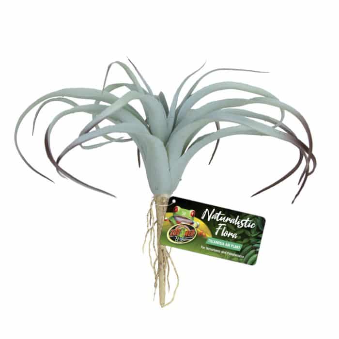 BU-64 Tillandsia Air Plant
