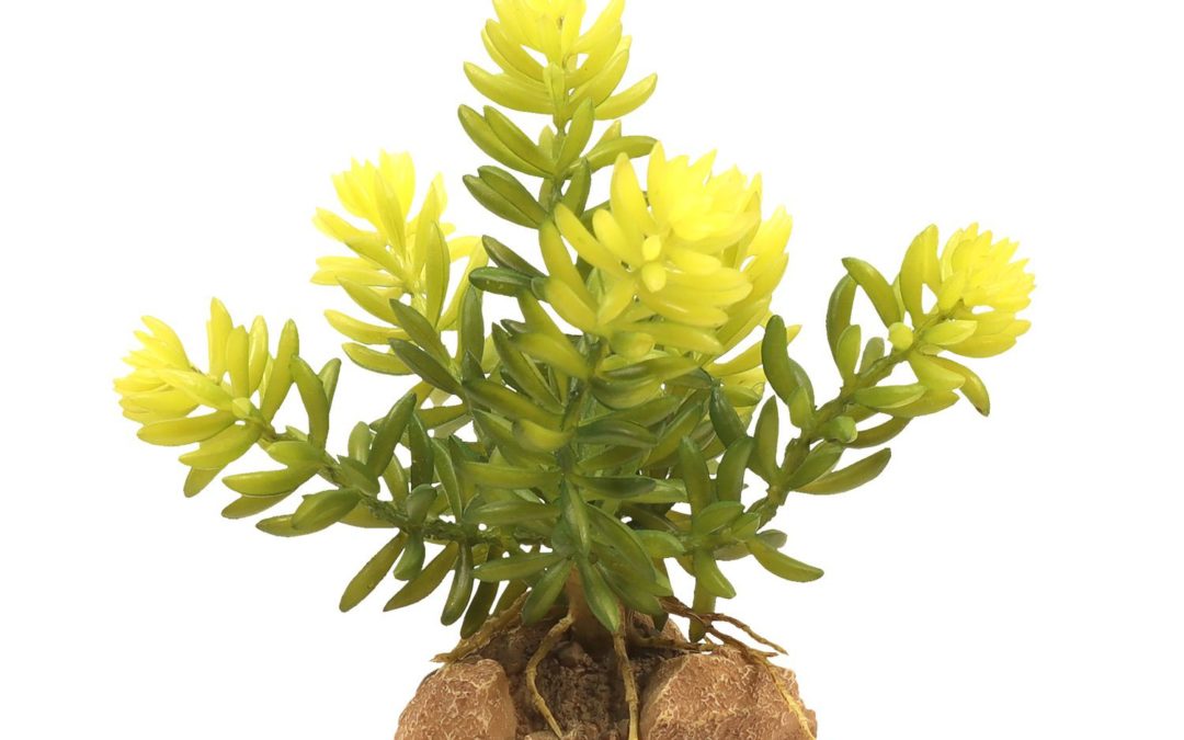 Desert Flora – Burro’s Tail