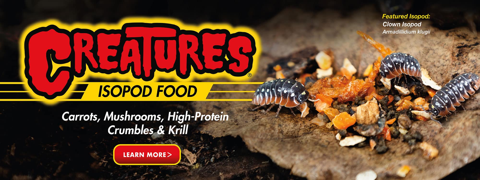 Isopods are quickly becoming staple pets in the homes of reptile and amphibians keepers. Many choose to keep them for the beneficial role they play in maintaining a bioactive habitat, while others keep them as display pets on their own.