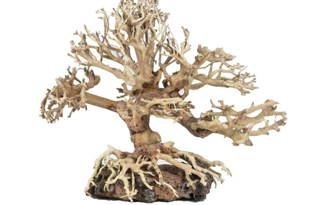 Dragon Bonsai Tree