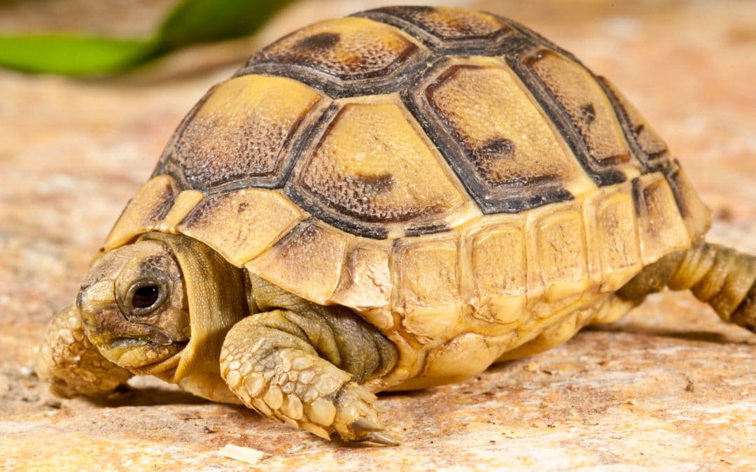 Greek Tortoise