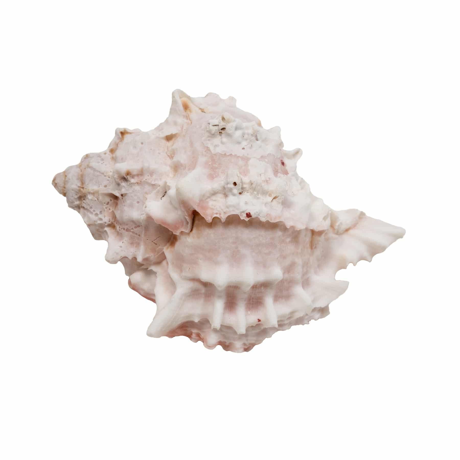 HC-38_097612009385_Hermit-Crab-Growth-Shells_XLarge_7