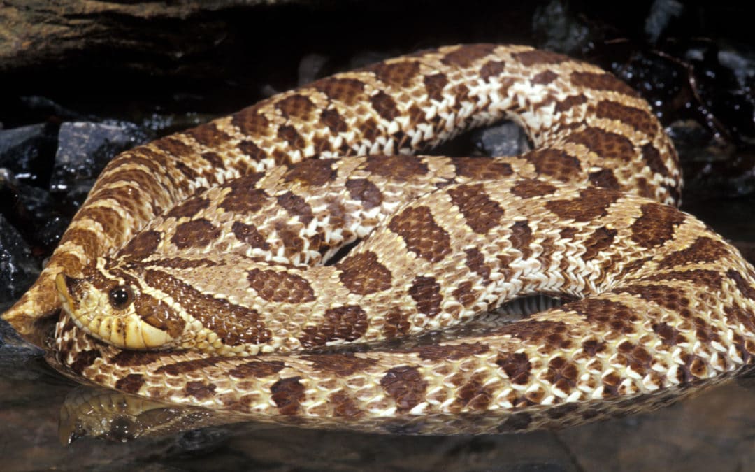 Hognose Snake