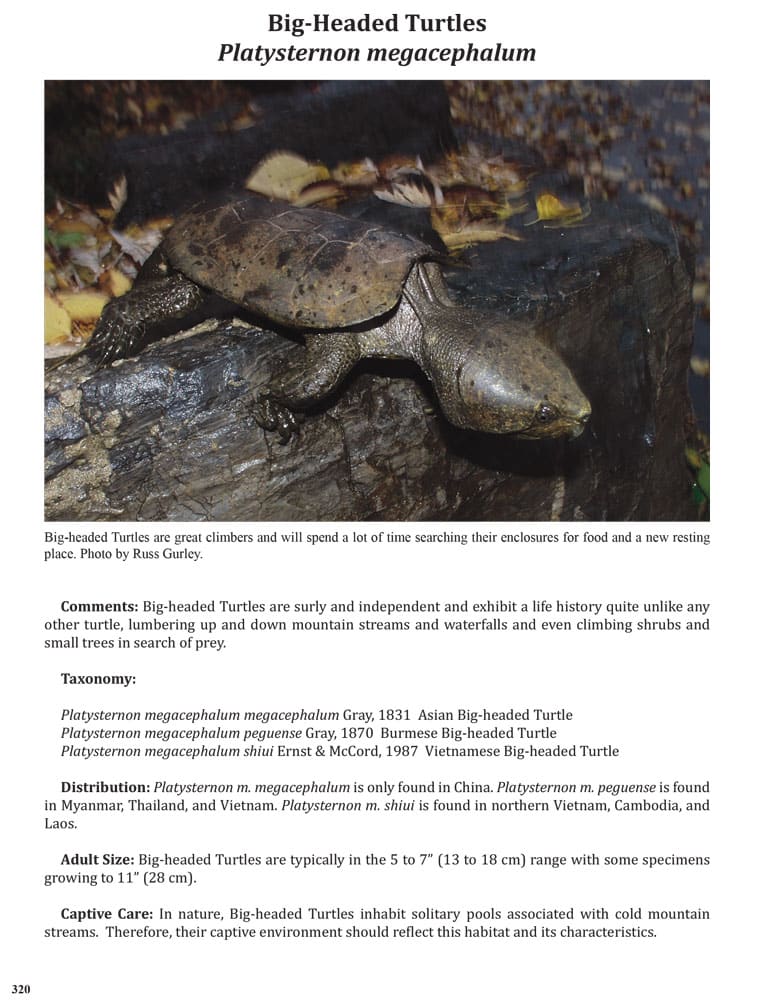 ITTW-2025-Bighead-Turtles-1