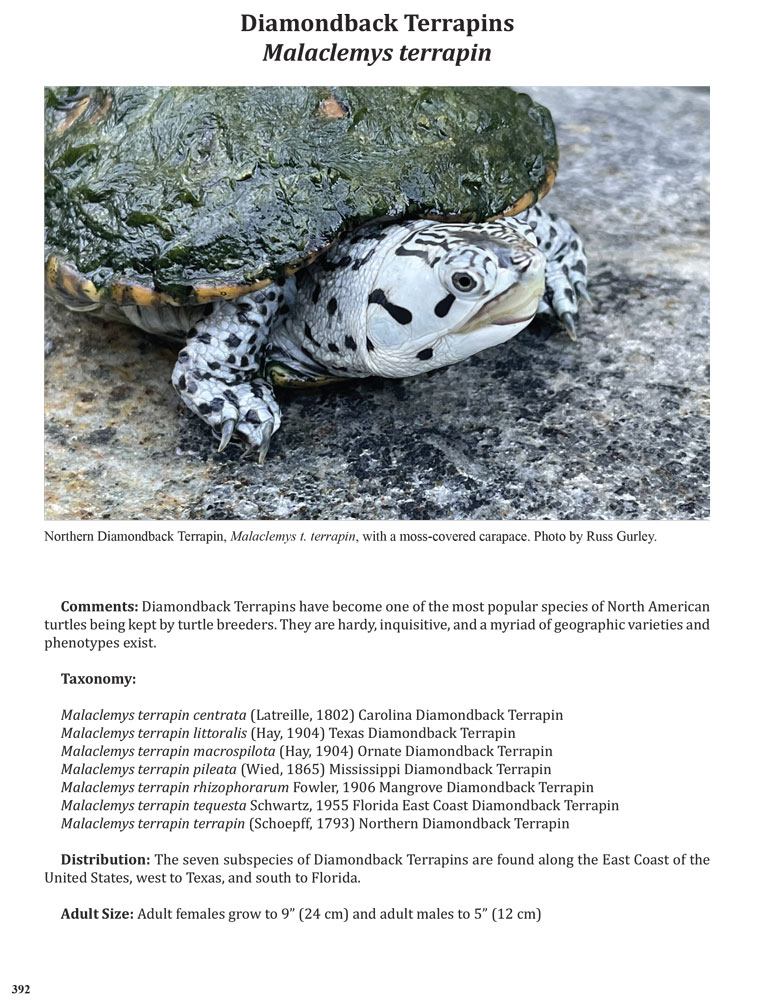 ITTW-2025-Diamondback-Terrapins-1