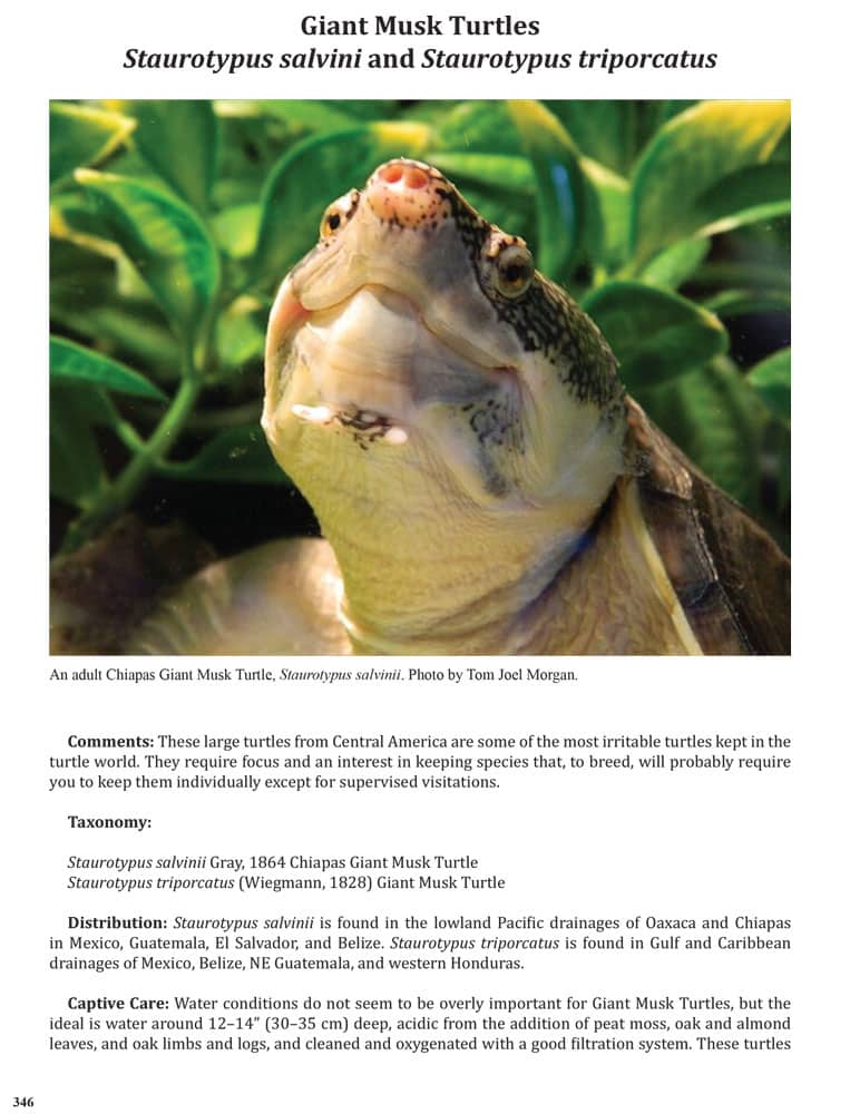 ITTW-2025-Giant-Musk-Turtles-1