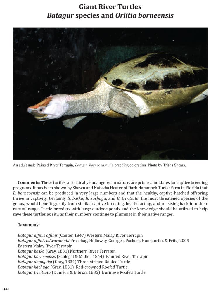 ITTW-2025-Giant-River-Turtles-1