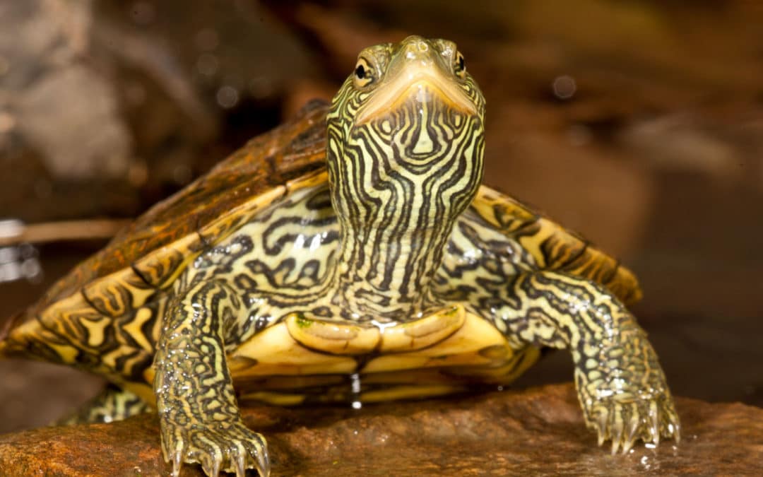 Map Turtle