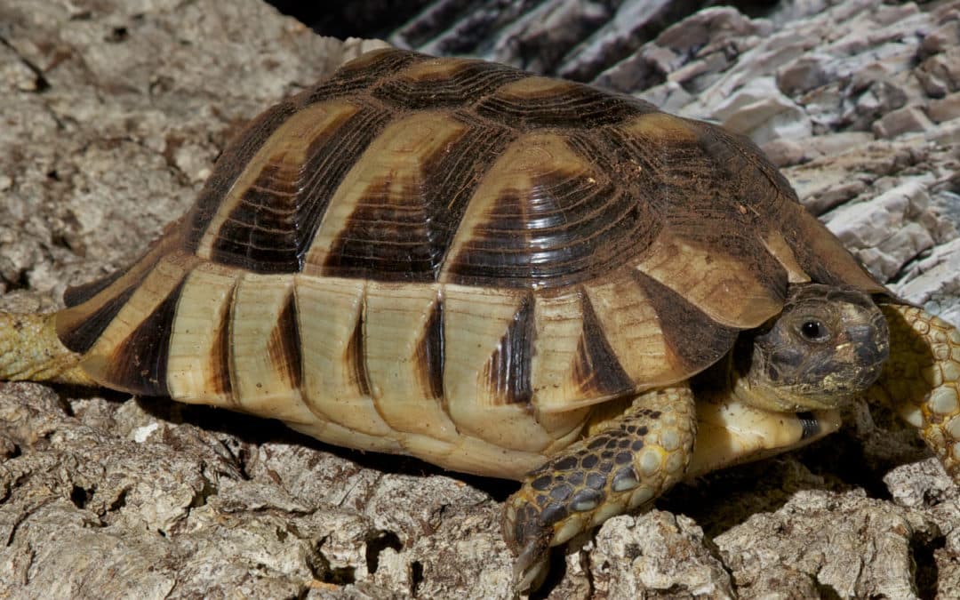 Marginated Tortoise