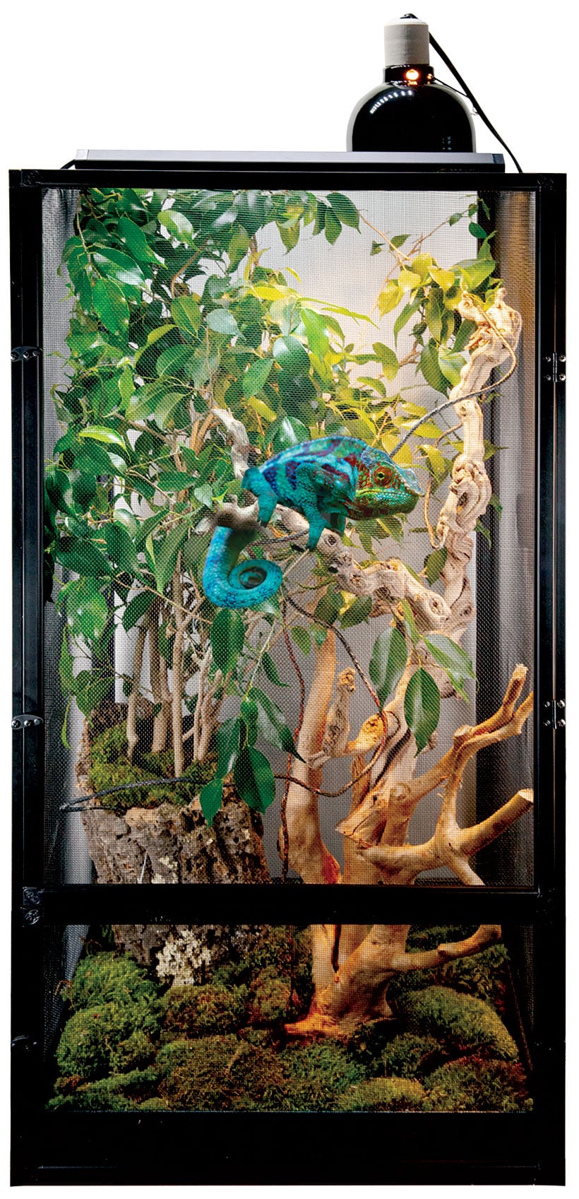 Deluxe ReptiBreeze® Chameleon Kit | Zoo Med Laboratories, Inc.