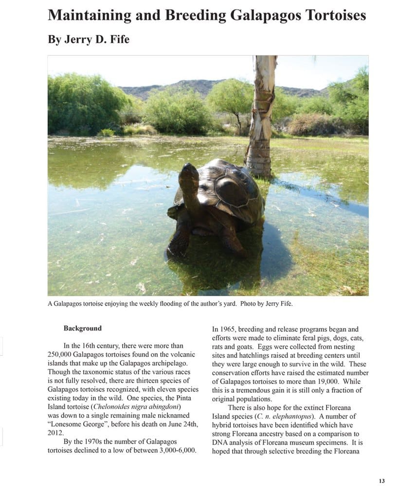 THE-BATAGUR-2012-GALAPS-by-Fife-1