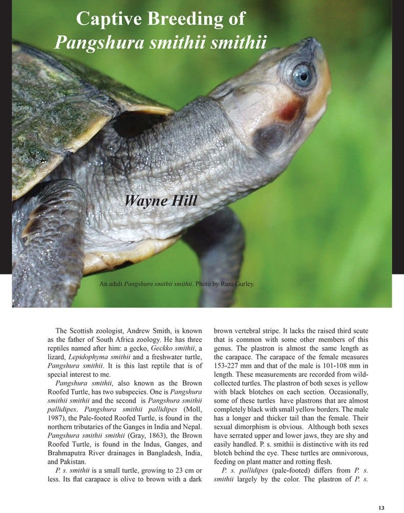 THE-BATAGUR-2018-Pangshura-by-Wayne-Hill-1