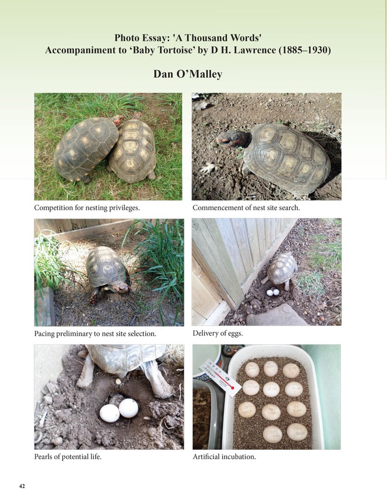 THE-BATAGUR-2022-A-Thousand-Words-1