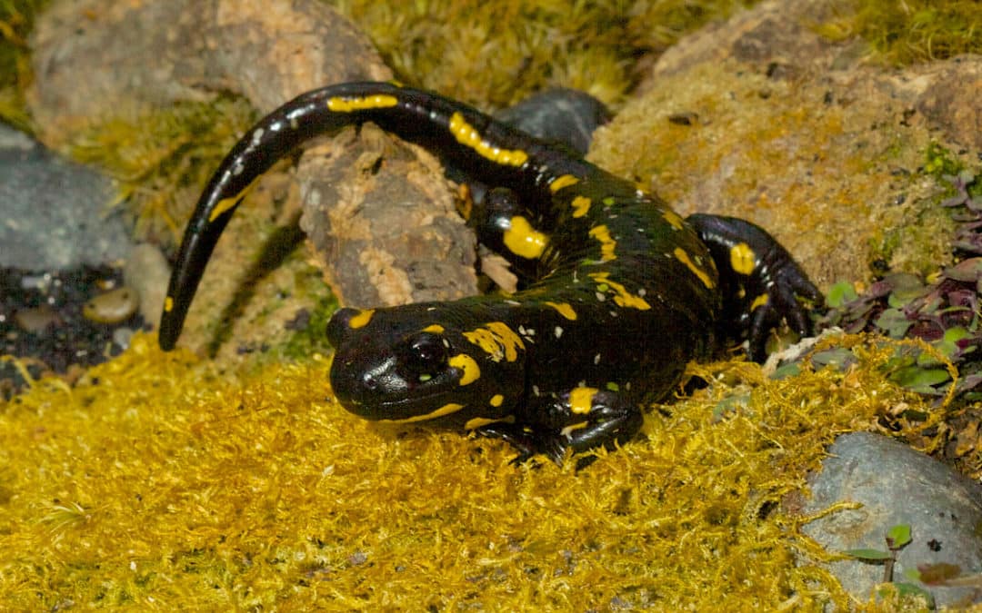 Salamander