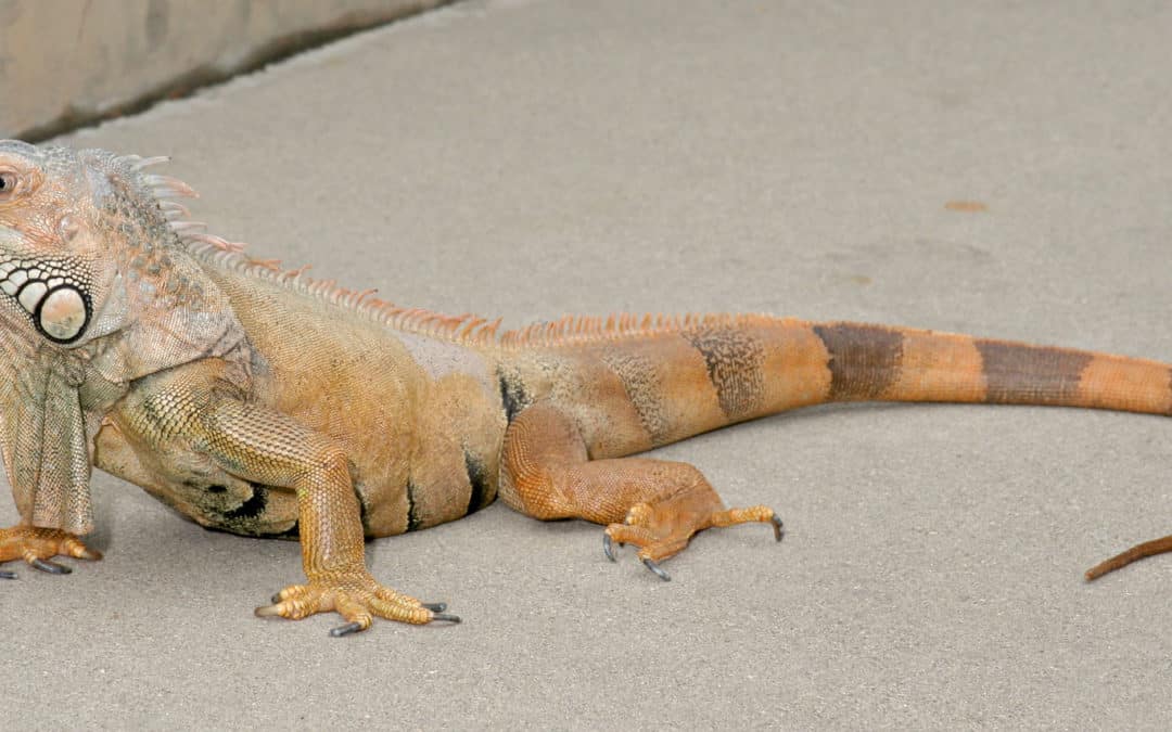 Green Iguana