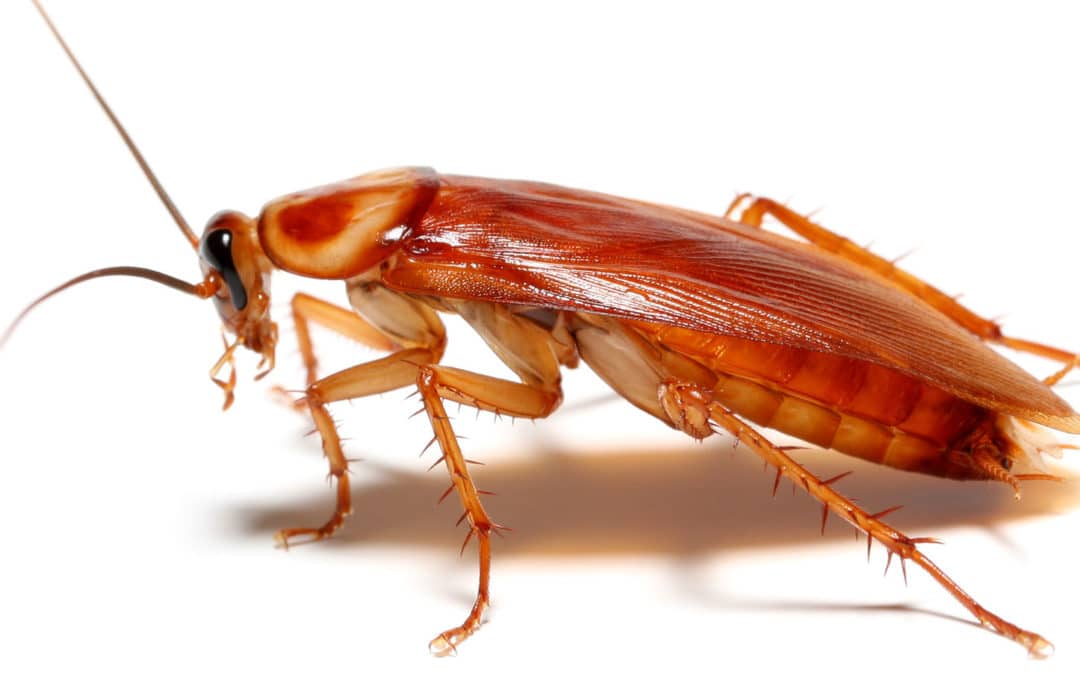 Roaches