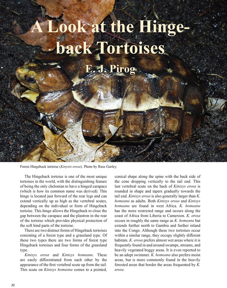 the-batagur-hingeback-tortoise